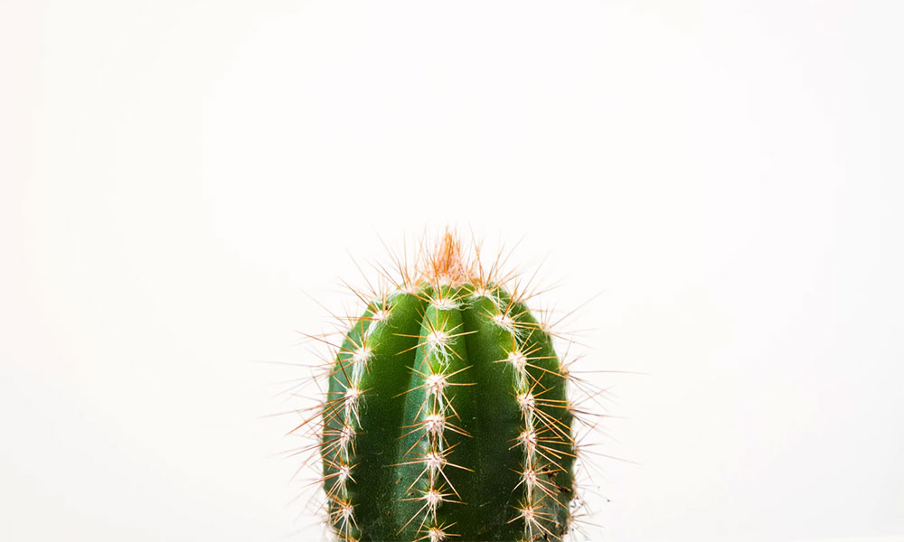 cactus-2